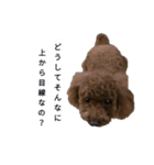 コタローの4（個別スタンプ：21）