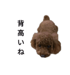コタローの4（個別スタンプ：22）