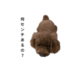 コタローの4（個別スタンプ：24）