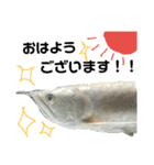 熱帯魚ちゃんたち♪（個別スタンプ：1）