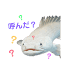 熱帯魚ちゃんたち♪（個別スタンプ：3）
