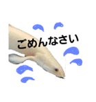 熱帯魚ちゃんたち♪（個別スタンプ：4）