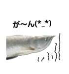 熱帯魚ちゃんたち♪（個別スタンプ：6）