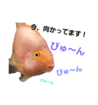 熱帯魚ちゃんたち♪（個別スタンプ：8）