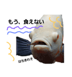 熱帯魚ちゃんたち♪（個別スタンプ：9）