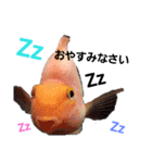 熱帯魚ちゃんたち♪（個別スタンプ：10）
