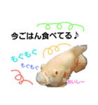 熱帯魚ちゃんたち♪（個別スタンプ：11）