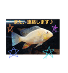 熱帯魚ちゃんたち♪（個別スタンプ：12）
