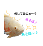 熱帯魚ちゃんたち♪（個別スタンプ：13）