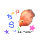 熱帯魚ちゃんたち♪（個別スタンプ：14）