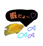 熱帯魚ちゃんたち♪（個別スタンプ：15）