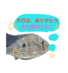 熱帯魚ちゃんたち♪（個別スタンプ：16）