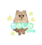 癒し系ねこの日常スタンプ 1（個別スタンプ：3）