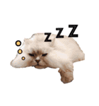 癒し系ねこの日常スタンプ 1（個別スタンプ：6）