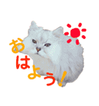 癒し系ねこの日常スタンプ 1（個別スタンプ：7）