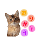 癒し系ねこの日常スタンプ 1（個別スタンプ：8）
