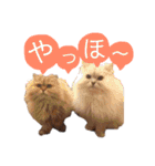 癒し系ねこの日常スタンプ 1（個別スタンプ：9）