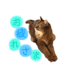 癒し系ねこの日常スタンプ 1（個別スタンプ：10）