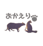 癒し系ねこの日常スタンプ 1（個別スタンプ：12）