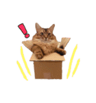 癒し系ねこの日常スタンプ 1（個別スタンプ：17）