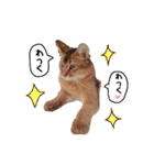 癒し系ねこの日常スタンプ 1（個別スタンプ：20）