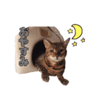 癒し系ねこの日常スタンプ 1（個別スタンプ：21）