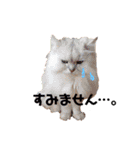 癒し系ねこの日常スタンプ 1（個別スタンプ：25）