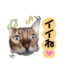 癒し系ねこの日常スタンプ 1（個別スタンプ：40）