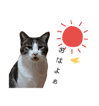 和菓子ねこちゃんズ（個別スタンプ：1）