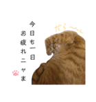 和菓子ねこちゃんズ（個別スタンプ：3）