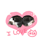 和菓子ねこちゃんズ（個別スタンプ：5）