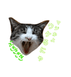和菓子ねこちゃんズ（個別スタンプ：6）