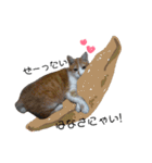 和菓子ねこちゃんズ（個別スタンプ：7）