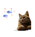 和菓子ねこちゃんズ（個別スタンプ：9）
