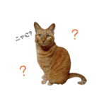 和菓子ねこちゃんズ（個別スタンプ：10）