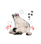 和菓子ねこちゃんズ（個別スタンプ：11）