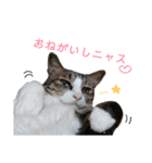 和菓子ねこちゃんズ（個別スタンプ：12）