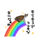 和菓子ねこちゃんズ（個別スタンプ：13）