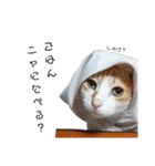 和菓子ねこちゃんズ（個別スタンプ：16）