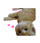 和菓子ねこちゃんズ（個別スタンプ：17）