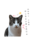 和菓子ねこちゃんズ（個別スタンプ：23）