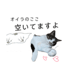 和菓子ねこちゃんズ（個別スタンプ：32）