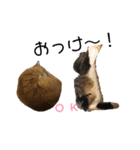 和菓子ねこちゃんズ（個別スタンプ：33）