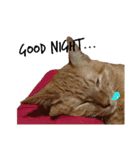 和菓子ねこちゃんズ（個別スタンプ：39）