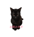 武士語にゃんこ（個別スタンプ：1）
