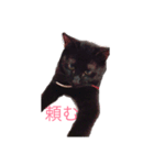 武士語にゃんこ（個別スタンプ：2）