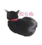 武士語にゃんこ（個別スタンプ：6）