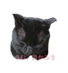 武士語にゃんこ（個別スタンプ：7）