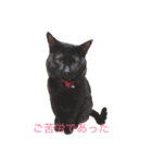 武士語にゃんこ（個別スタンプ：8）