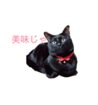 武士語にゃんこ（個別スタンプ：12）